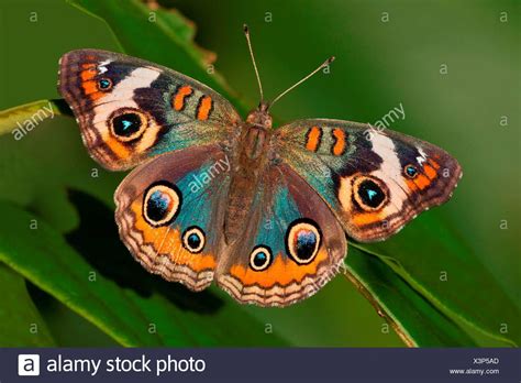 Download This Stock Image Blue Common Buckeye Butterfly