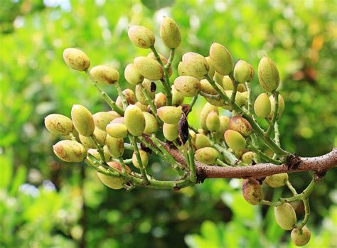 Pistachio Tree For Sale Buying Growing Guide Trees Com
