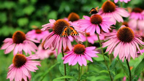 Many Health Experts Claim That Echinacea Benefits Top The Charts