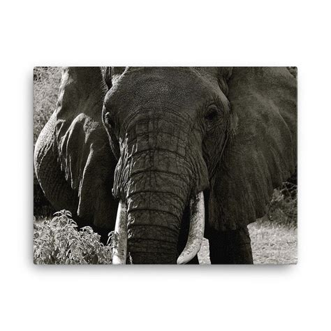 Elephant Canvas Print Elephant Canvas Canvas Prints Elephant