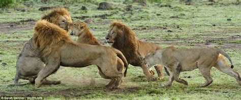 How we select reliable commercial removal companies in london. The wrath of an entire group of lions is unleashed on lone ...