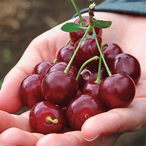 We grow a wide selection of. Romeo™ Dwarf Cherry | Spring hill nursery, Fruit trees ...