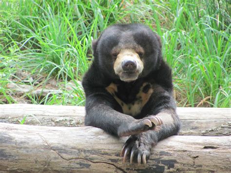 Sun Bear Information Facts Video And Pictures For Kids And Adults