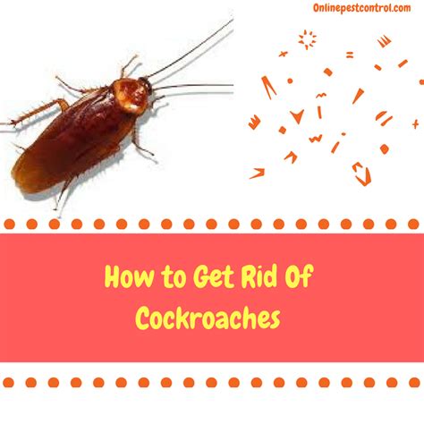 How To Get Rid Of Cockroaches Online Pest Control