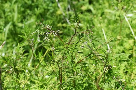 Weeds That Look Like Parsley With Pictures Care For Your Lawn