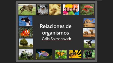 Relaciones De Organismos By Galia Shimanovich On Prezi