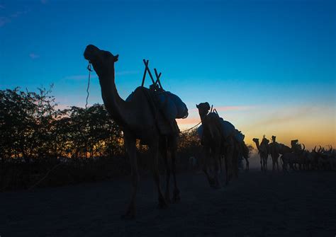 Camel Caravan In Danakil Desert At Sunset Afar Region Afambo