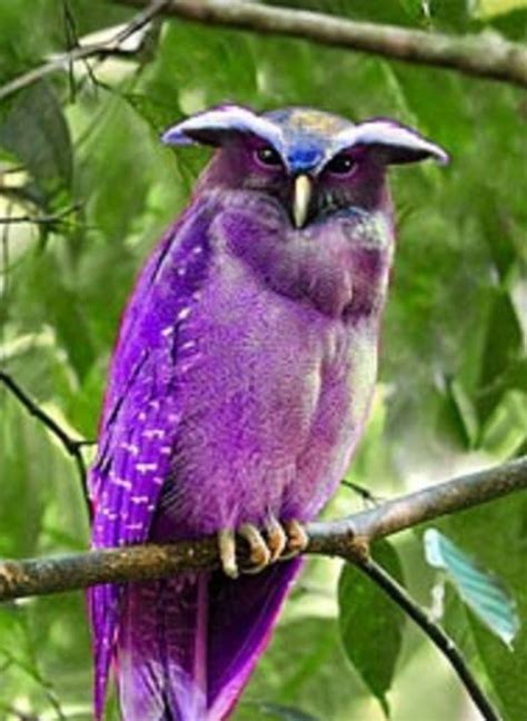 Purple Birds Purple Exotic Birds Colorful Birds Colorful Feathers