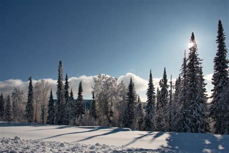 Impassable Snow Covered Siberian Taiga Stock Image Image Of Mountain