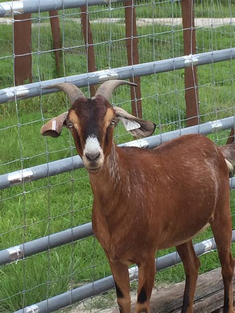 Goats For Sale In Ga Craigslist