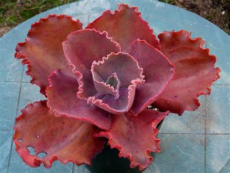 Echeveria Arlie Wright Succulent Gardening Echeveria Red Succulents