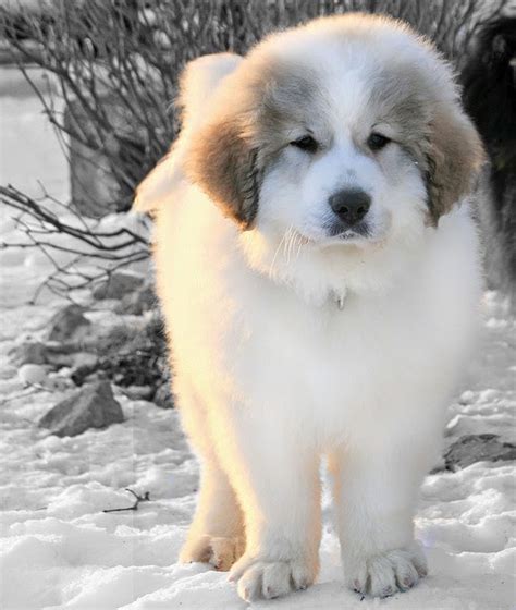 Find your new german shepherd puppy here! Cute puppy and dog: 3 Adorable Cute Pyrenees puppy