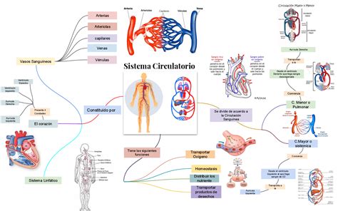 Mapa Conceptual Del Sistema Circulatorio Gu A Paso A Paso