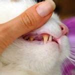 Kittens start losing their baby teeth at around 3 months old when wobbly teeth can be very painful, especially when eating. Why is your cat losing teeth? | Animal Planet