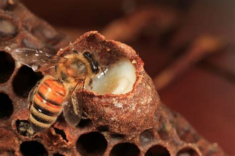 A Bee Inspects A Royal Cell Filled With Royal Jelly Royal Jelly Is Essential For The