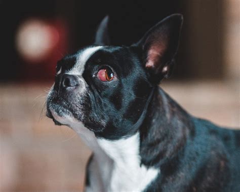 35 Best Pictures French Bulldog Cherry Eye Symptoms Bulldog Eye Care
