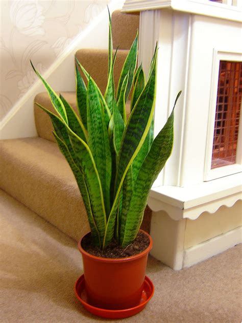 Explore a wide range of the best plant pot sale on aliexpress to find one that suits you! 1 MOTHER IN LAW'S TONGUE GOOD LUCK SNAKE PLANT IN POT ...