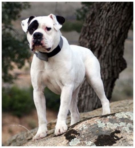 The hair coat is short, typically colored white with black, blue, buff or brown patches. Alapaha Blue Blood Bulldog - Pictures, Rescue, Puppies ...