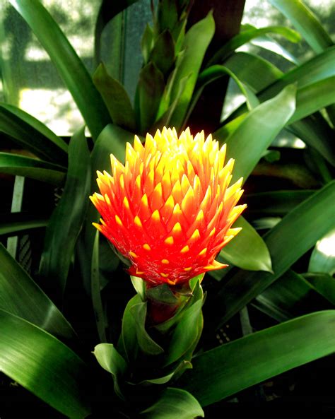 Do not fertilize them in the winter. Bromelia plant care advice - Flower Press