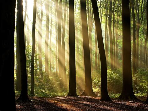 Mooie Bureaublad Achtergrond Woud Natuur Oudgroeiend Bos 🔥 Gratis