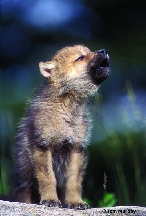 Maybe you would like to learn more about one of these? Pin von Jenn Zieska auf Wolves./ | Wolf hunde, Baby wölfe ...