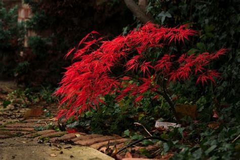 Kiyohime is a very attractive dwarf japanese maple that is very showy in spring with leaves tinged with red edges! Miniature Japanese maple in autumn | Flickr - Photo Sharing!