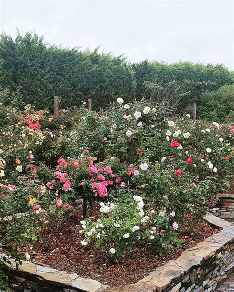 8 Rose Garden Ideas To Try In Your Own Yard