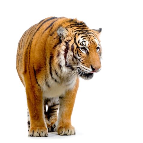 Premium Photo Tiger Standing Up Isolated