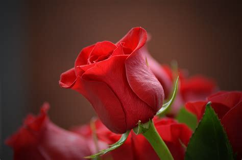 Rasos, osars, saros, soars, soras. Rosas Vermelhas: Descubra as propriedades para a saúde ...
