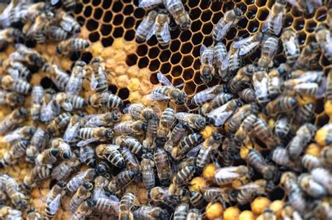 Honey Bees Working On Honeycomb Stock Photo Image Of Wooden Orange