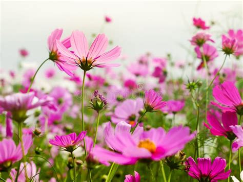 Pink Cosmos Flower Stock Image Image Of Garden Colorful 105476881