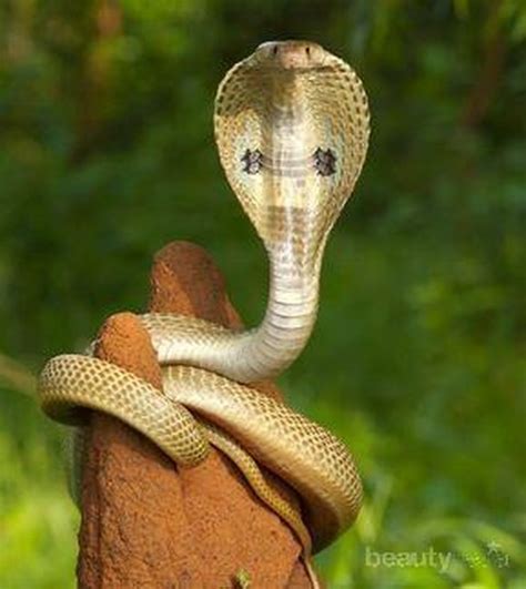 Sempat Resahkan Warga, Ternyata Ini Jenis Ular Kobra Paling Berbisa di