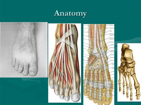 Ppt Ankle And Foot Common Acute Injuries Powerpoint Presentation