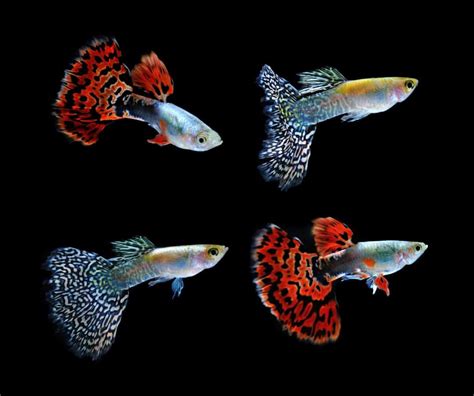 Cobra Guppy Care Guide Everything You Need To Know