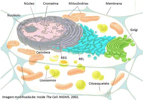 Resumos De Biologia Resumo Sobre As Organelas E Estruturas Celulares