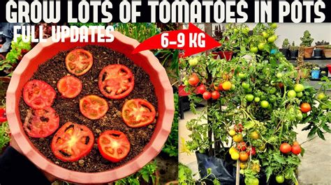 How To Grow Tomatoes At Home SEED TO HARVEST GardenInBloom Com