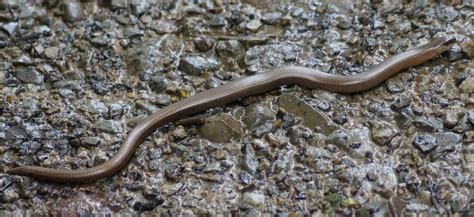 Eidechsen, und damit auch blindschleichen, haben mehrere schuppen nebeneinander auf ihrer unterseite. Natur und Leben - Carl Gibsons Blog: Blindschleichen ...
