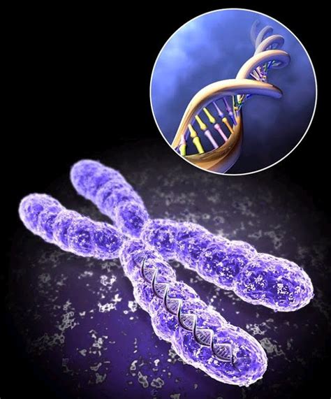 A recessive trait is expressed only in homozygous state in diploids as its effect is masked by presence of dominant allele in the heterozygous condition. Genetics Project 2010: Who discoverd threacher collins ...