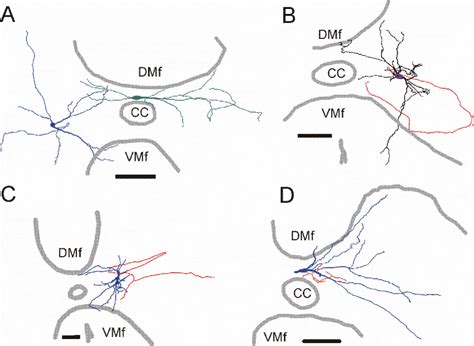 Figure 2 From Propriospinal Neurons Of L3 L4 Segments Involved In
