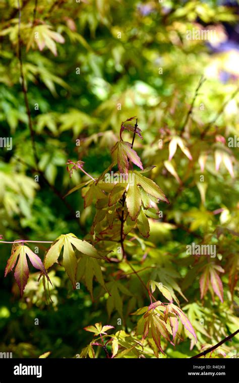 Acer Palmatum Japanese Sunriseacersgreenyellowleavesfoliagespring