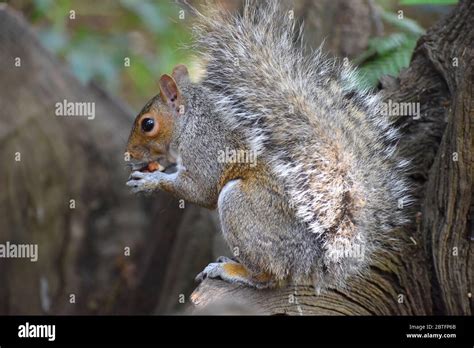 A Grey Squirrel Is Herbivorous Rodent Eating Acorns Hazelnuts Berries