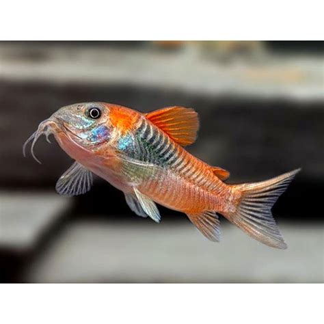 Ab Corydoras Cf Venezuelanus Orange Aquarium Crystal