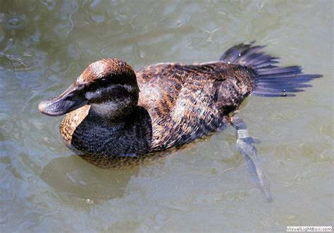 Female Ducks Identification Wildfowl Photography