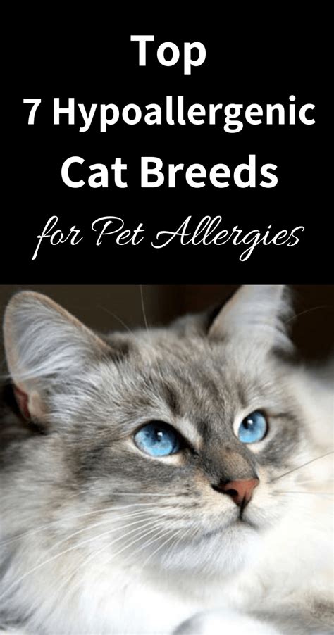 Pin By Papabear On Cats In 2023 Cat Breeds Hypoallergenic