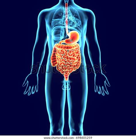 3d Illustration Digestive System Anatomy Stock Illustration 698601259