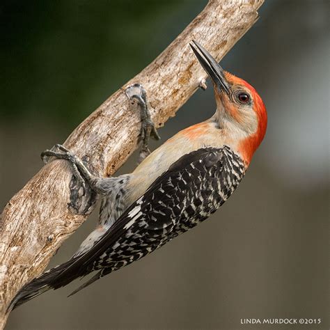 Red Bellied Woodpecker Comes To Visit — Linda Murdock Photography