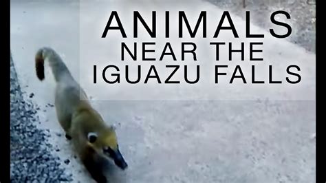 Animals Near The Iguazu Falls Youtube