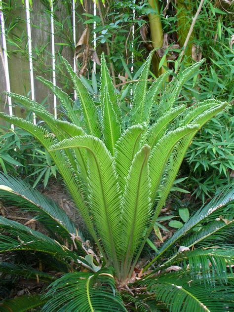 Maybe you would like to learn more about one of these? Sago Palm | When new fronds unfurl in the spring, they're ...