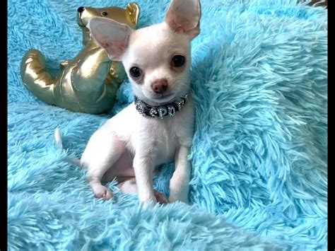 Pin On Las Vegas Tiny Chihuahua For Sale