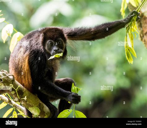 Howler Monkey Osa Peninsula Costa Rica Eating Leaves In Tree Of